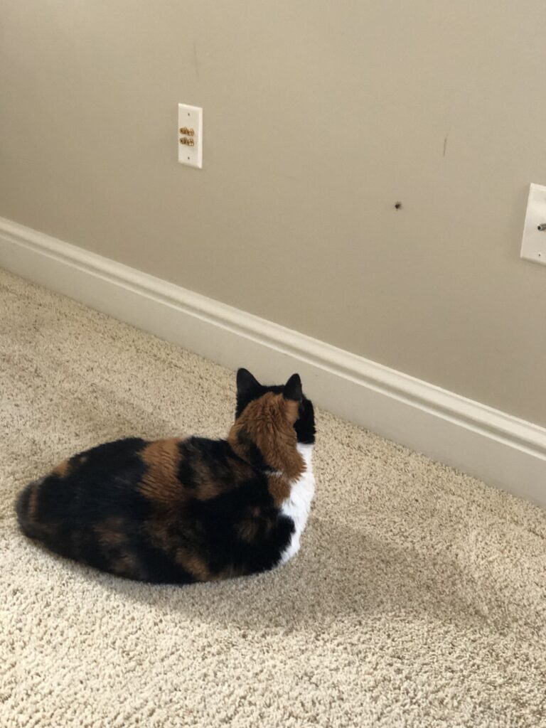 Techy settling in to stare at a bug on the wall