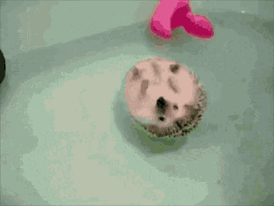 hedgehog floating gif